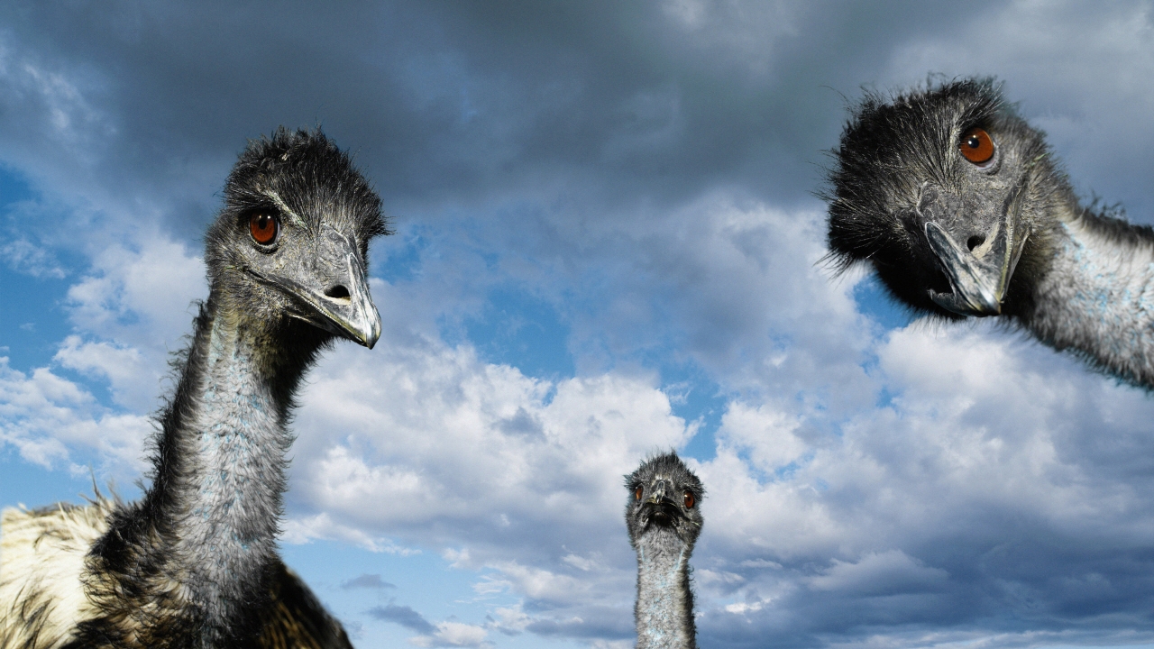 Ostrich for 1280 x 720 HDTV 720p resolution