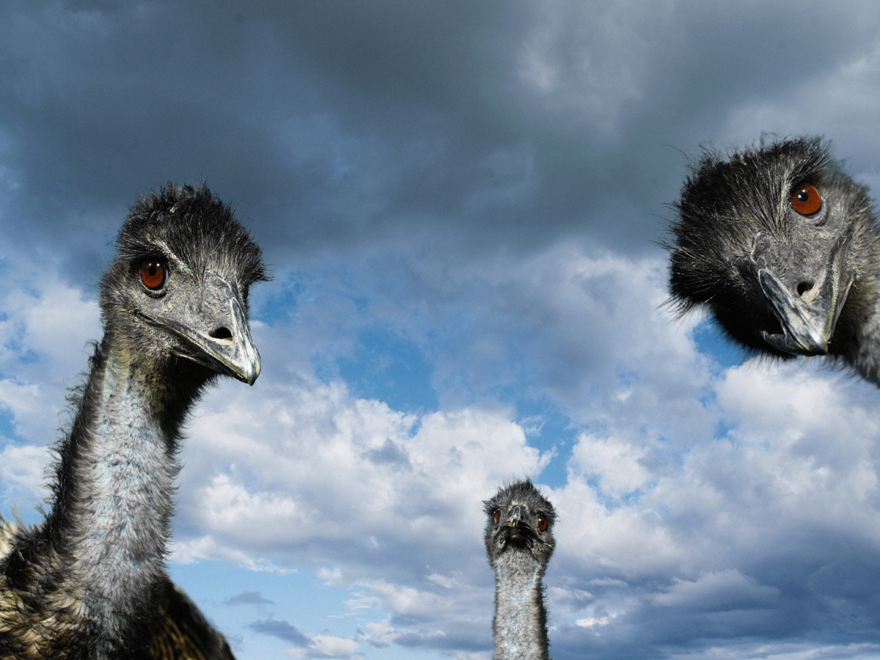 Ostrich for 1280 x 960 resolution