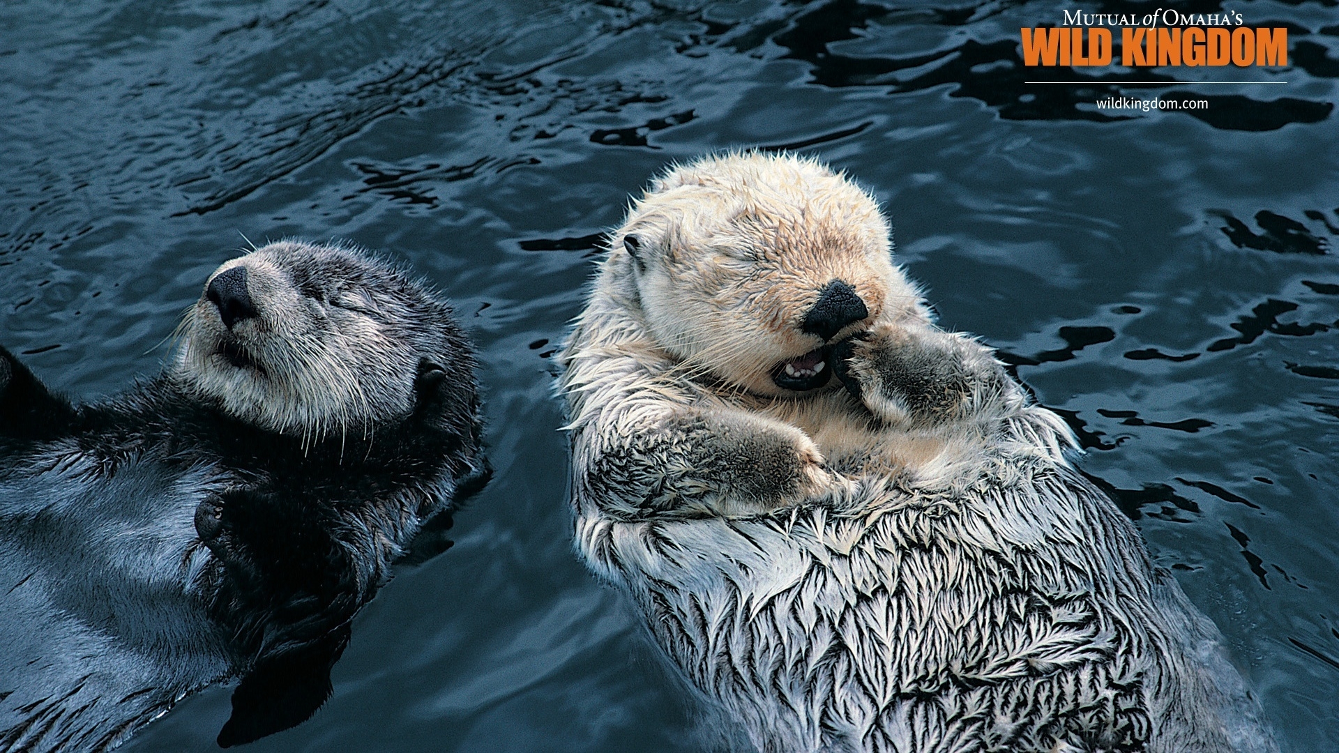 Otters for 1920 x 1080 HDTV 1080p resolution