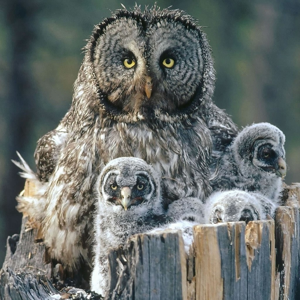 Owl Family Background for 1024 x 1024 iPad resolution