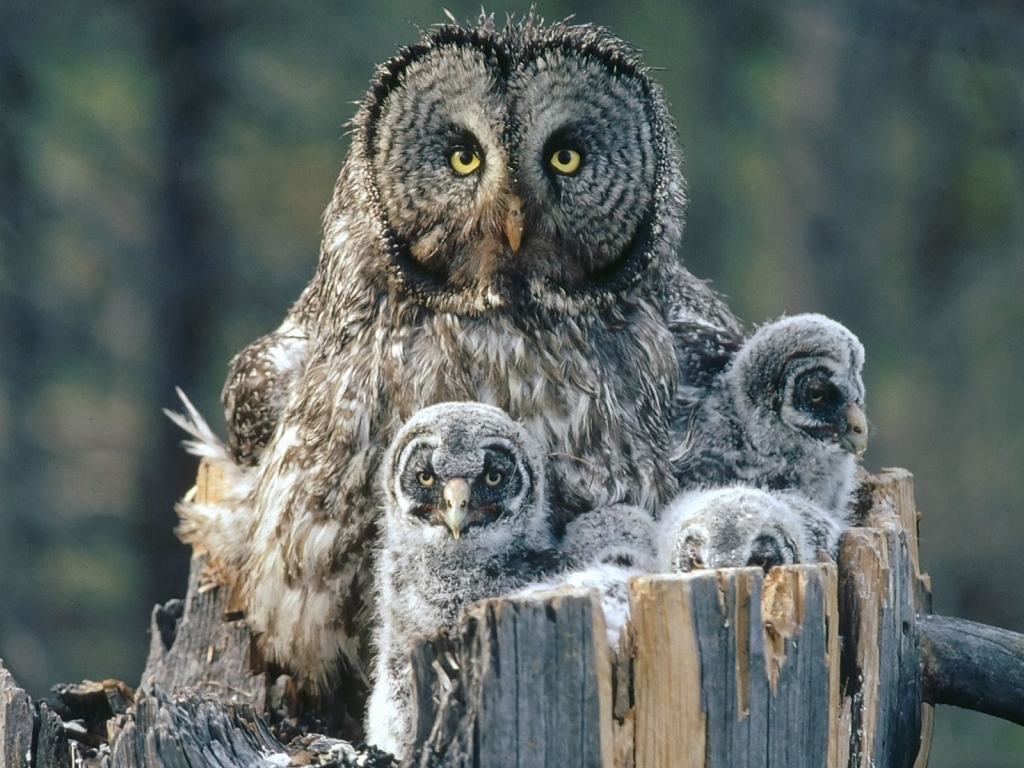 Owl Family Background for 1024 x 768 resolution