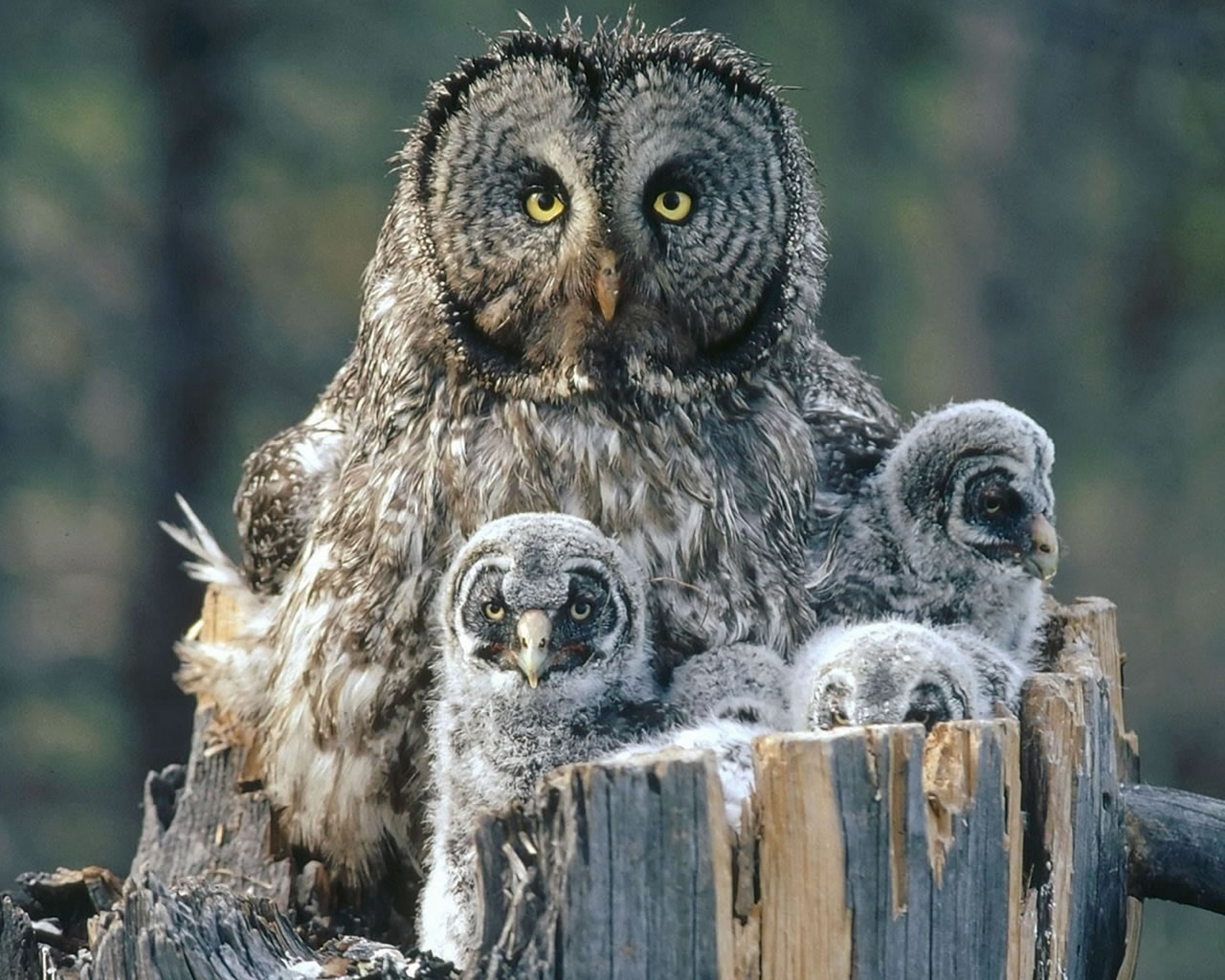 Owl Family Background for 1280 x 1024 resolution