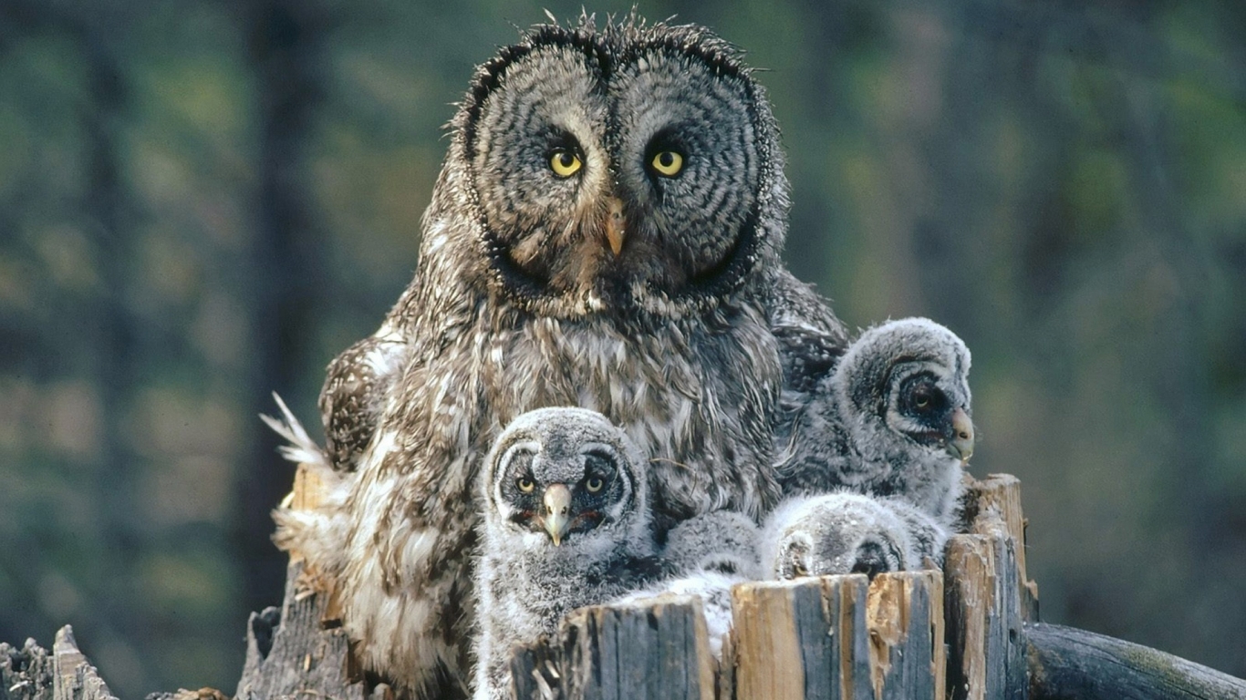 Owl Family Background for 1366 x 768 HDTV resolution