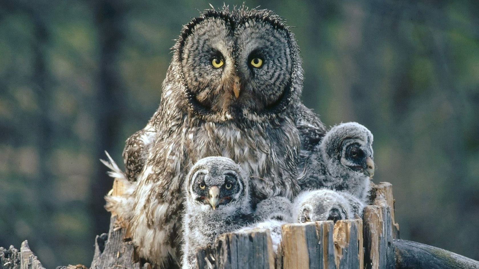 Owl Family Background for 1680 x 945 HDTV resolution