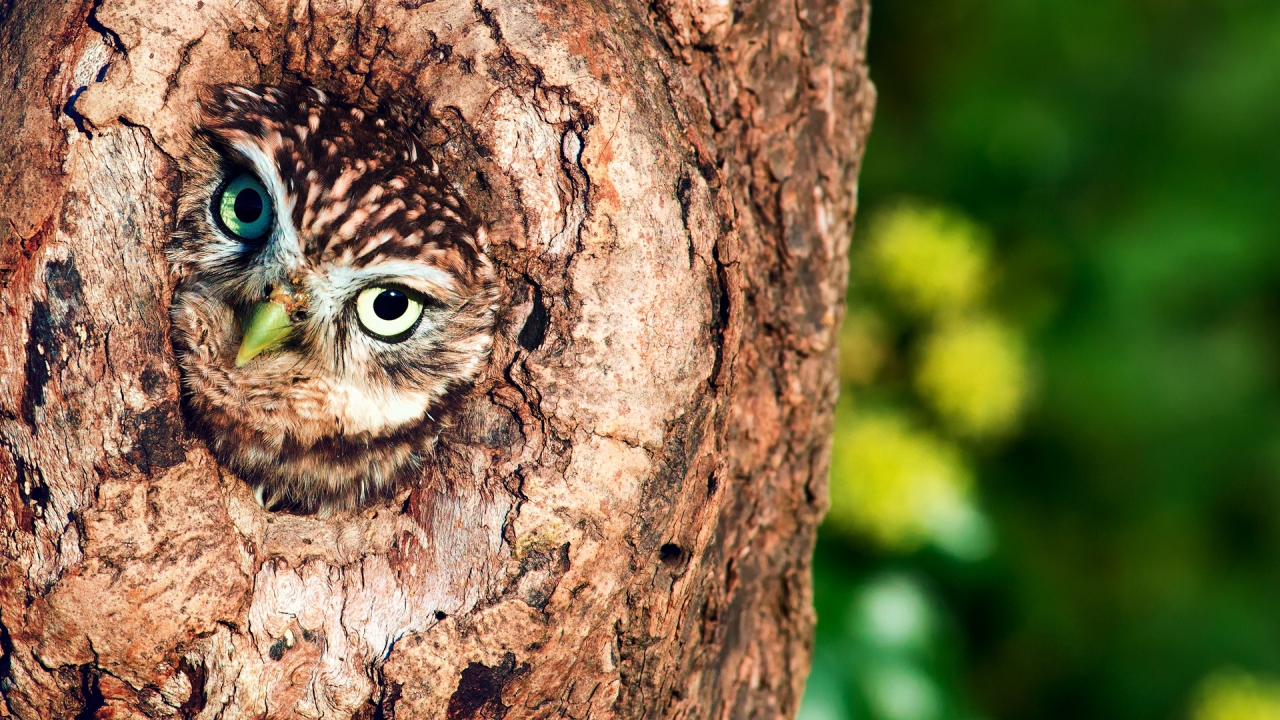 Owl in Tree Hollow  for 1280 x 720 HDTV 720p resolution