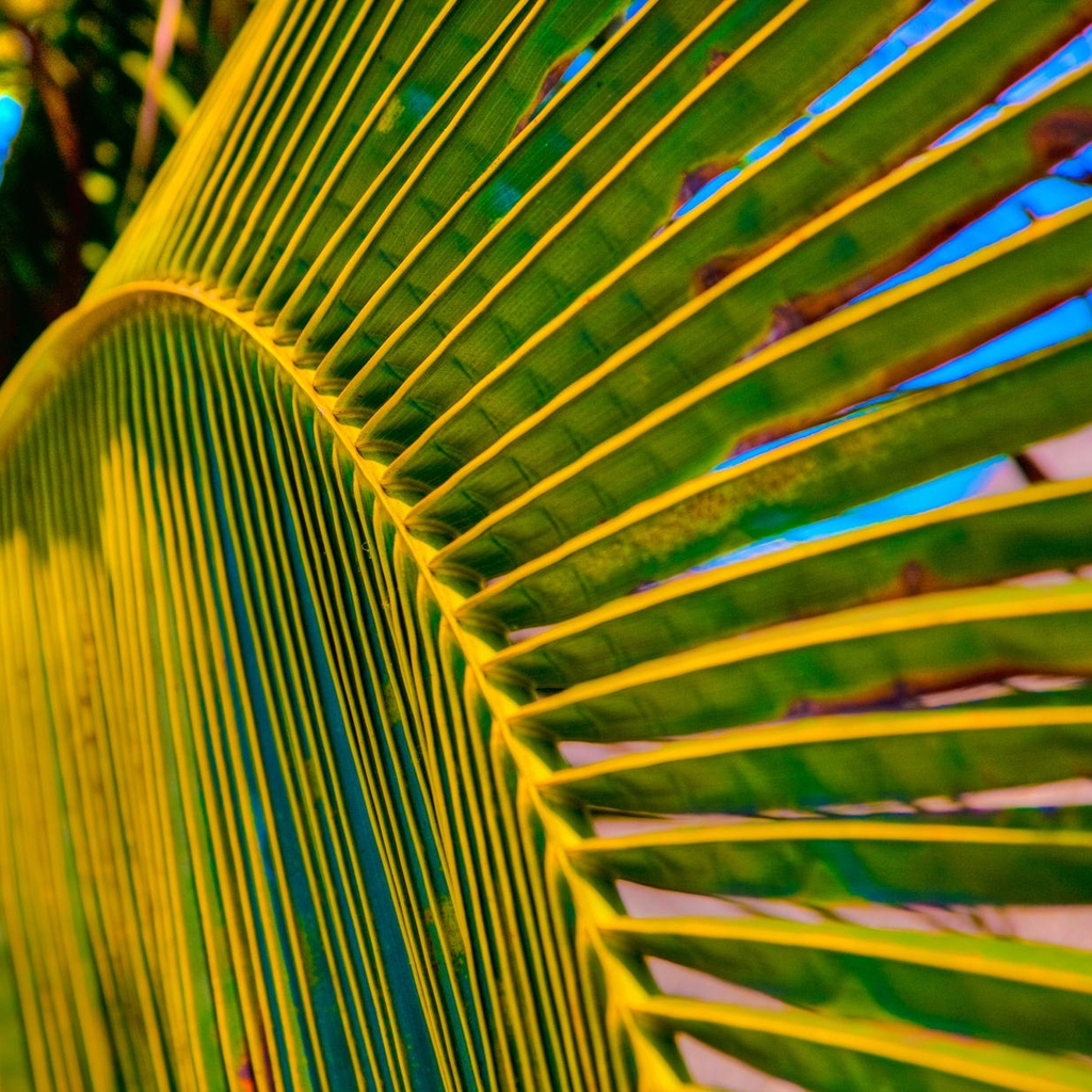 Palm Tree Leaf for 1024 x 1024 iPad resolution