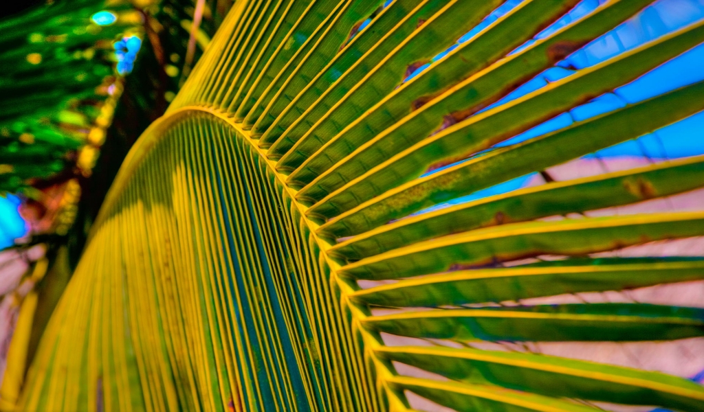 Palm Tree Leaf for 1024 x 600 widescreen resolution
