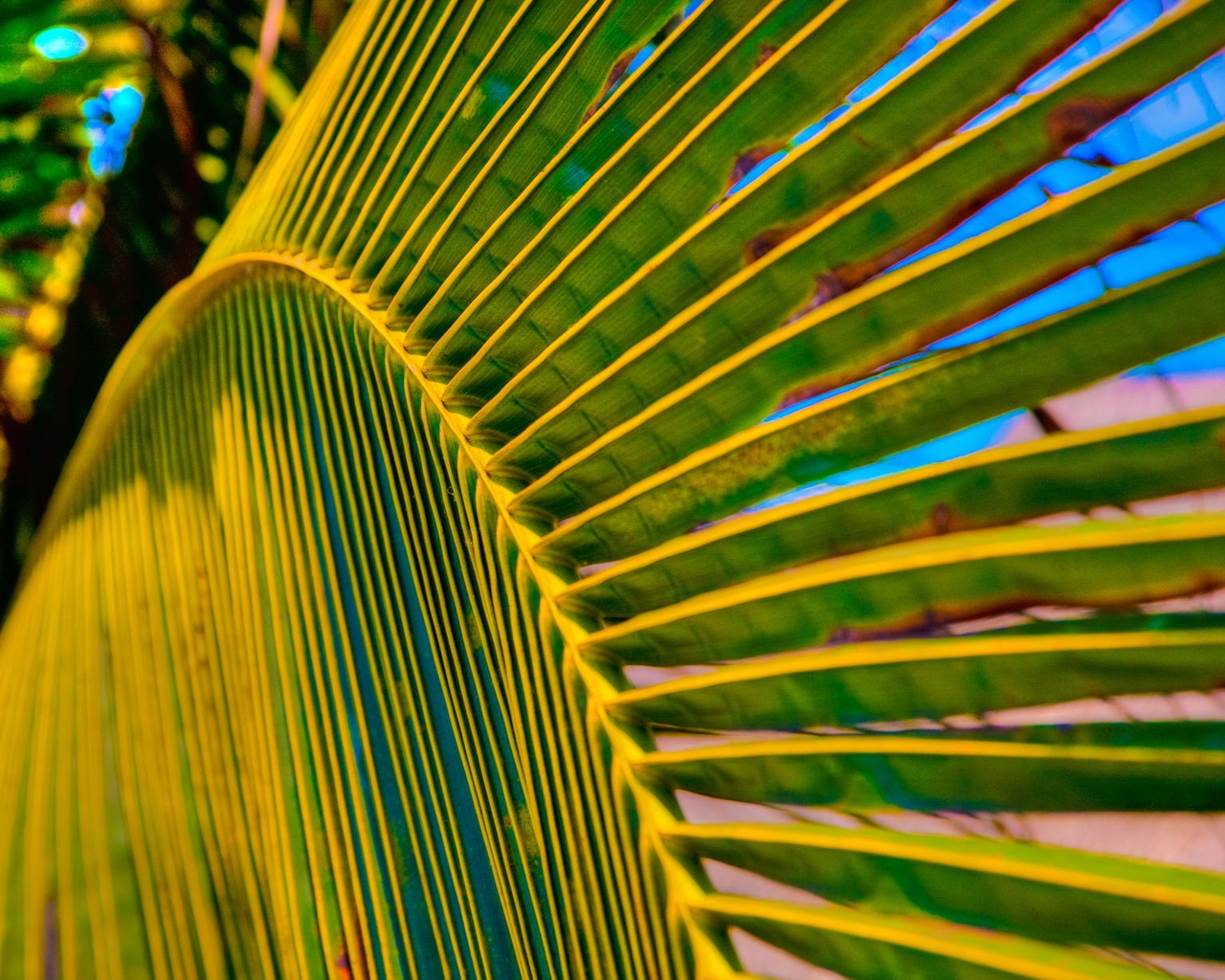 Palm Tree Leaf for 1280 x 1024 resolution