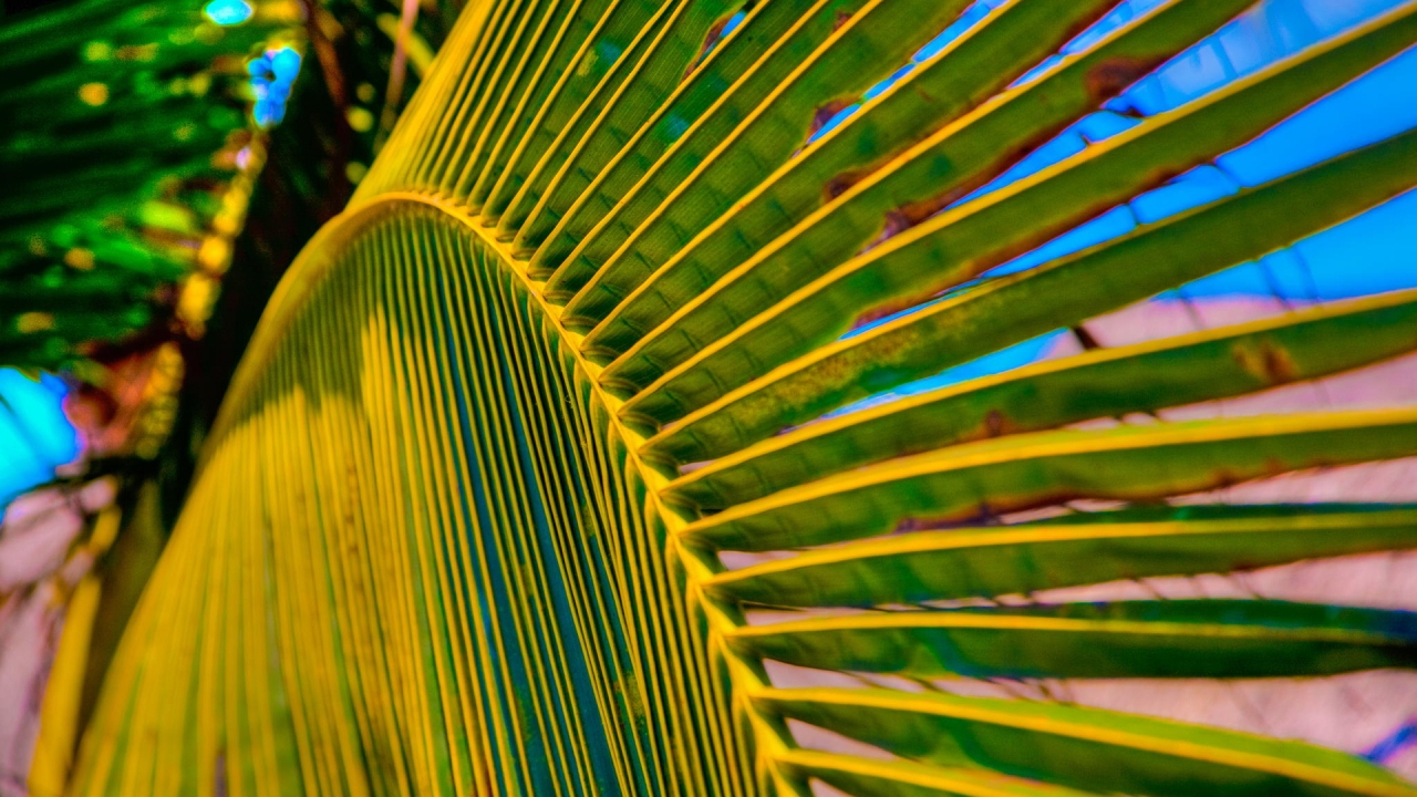 Palm Tree Leaf for 1280 x 720 HDTV 720p resolution