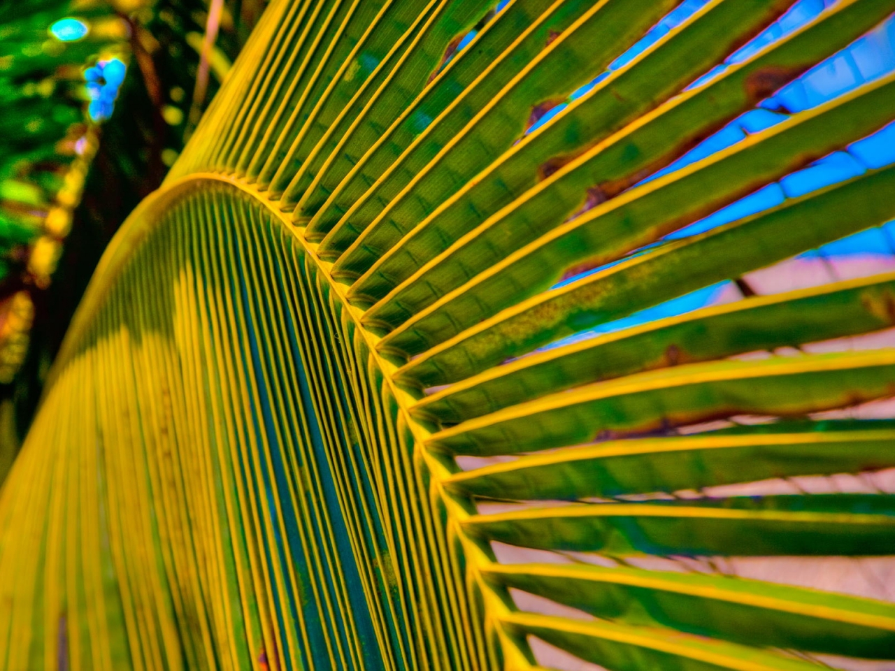 Palm Tree Leaf for 1280 x 960 resolution