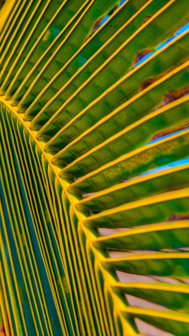 Palm Tree Leaf for 640 x 1136 iPhone 5 resolution