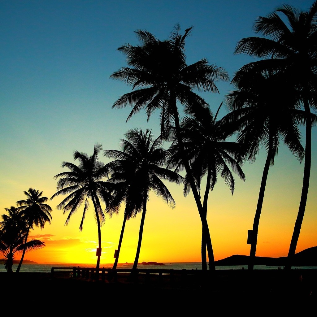 Palm Trees in Sunset for 1024 x 1024 iPad resolution