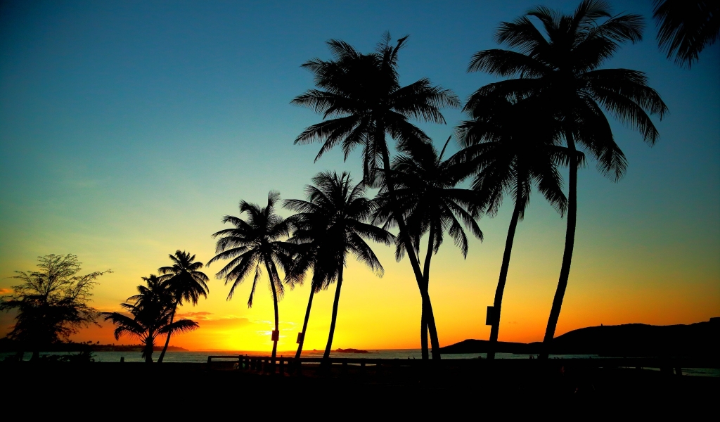 Palm Trees in Sunset for 1024 x 600 widescreen resolution