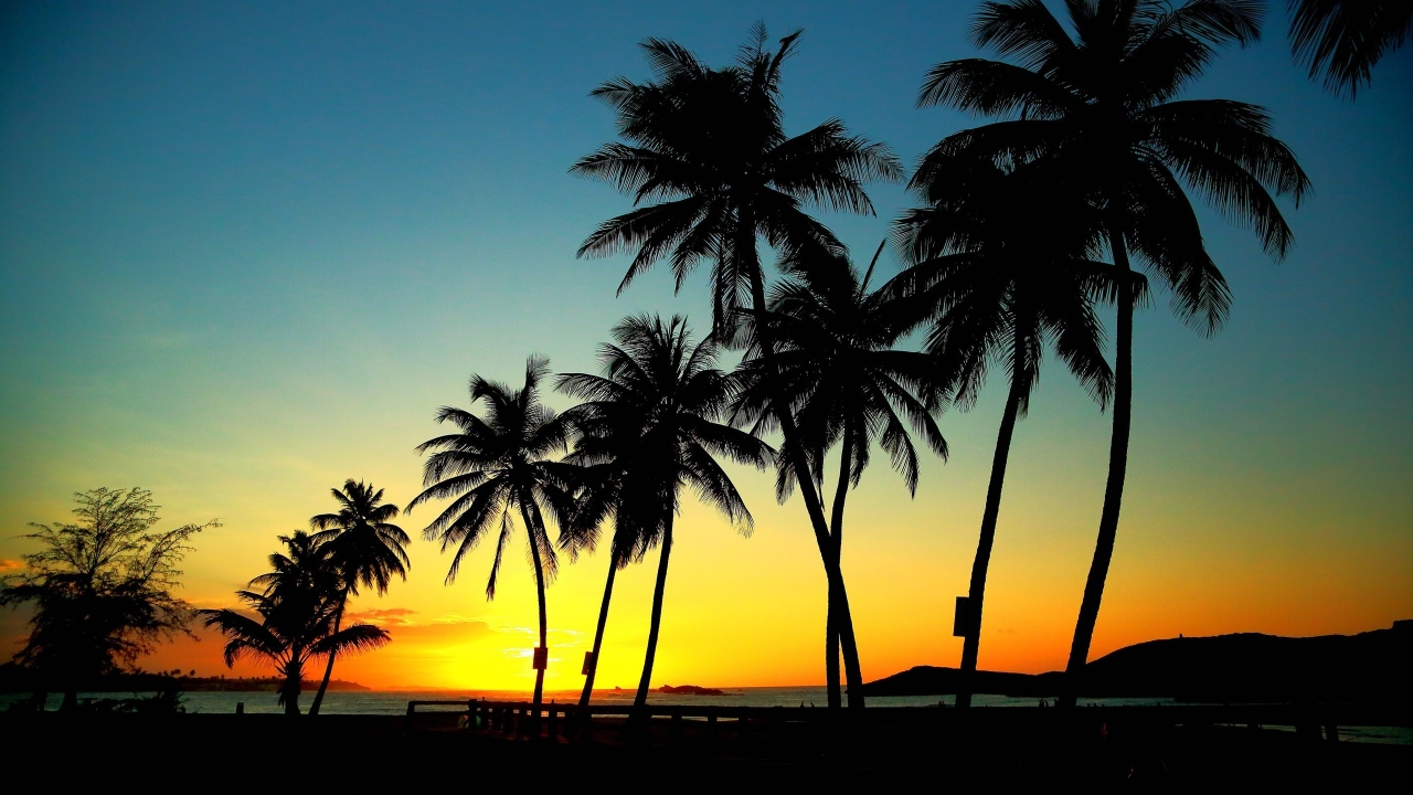 Palm Trees in Sunset for 1280 x 720 HDTV 720p resolution