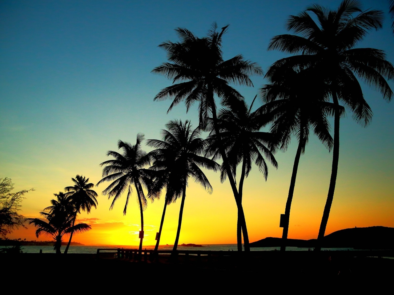Palm Trees in Sunset for 1280 x 960 resolution