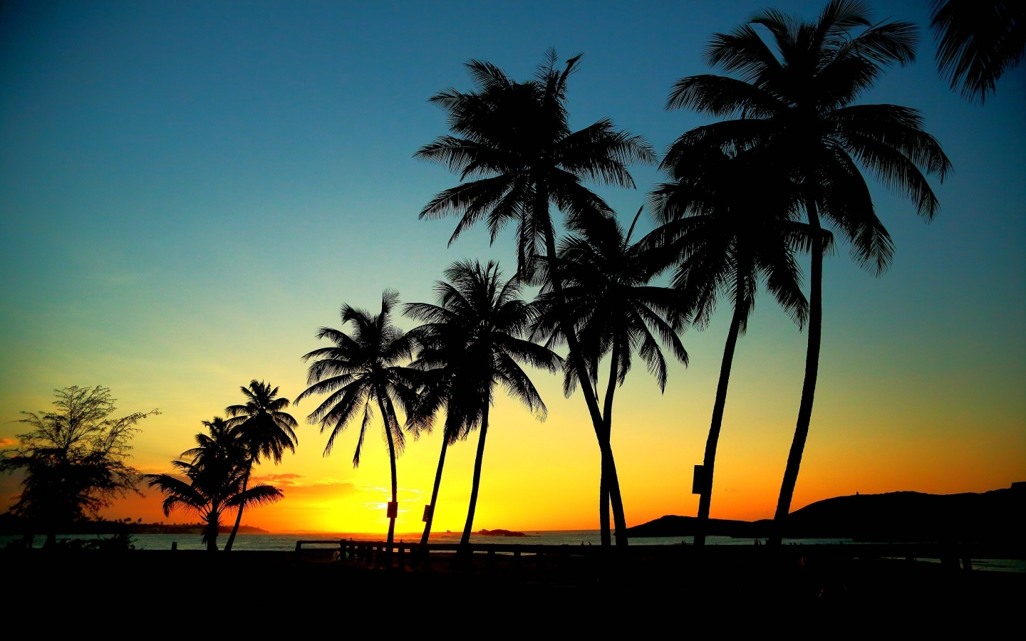 Palm Trees in Sunset for 1440 x 900 widescreen resolution