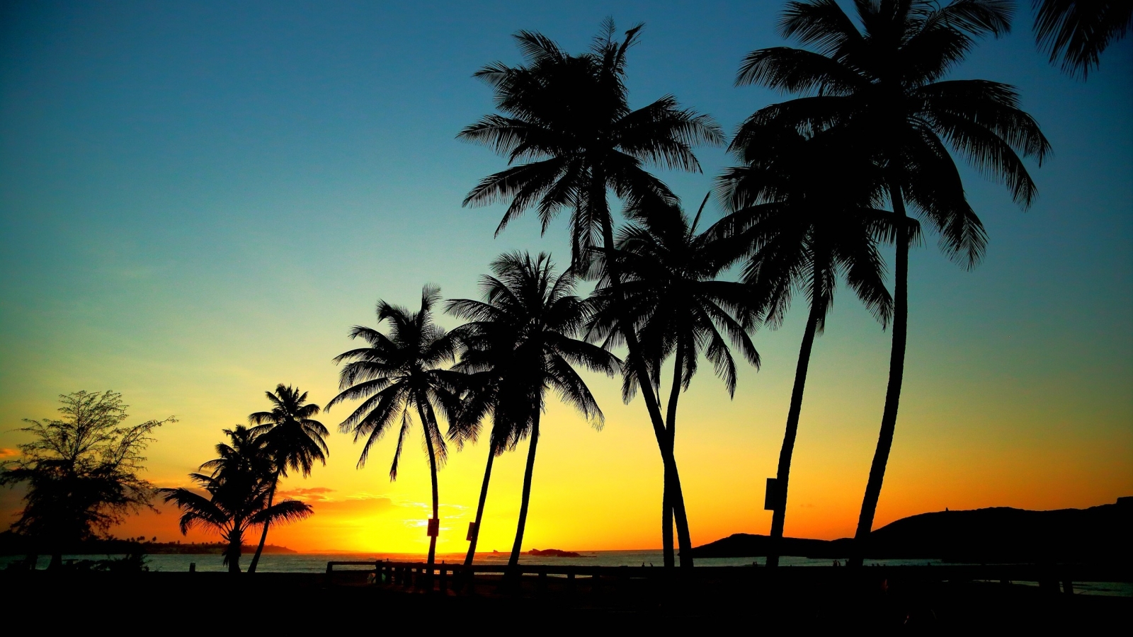 Palm Trees in Sunset for 1600 x 900 HDTV resolution