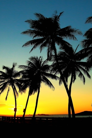 Palm Trees in Sunset for 320 x 480 iPhone resolution