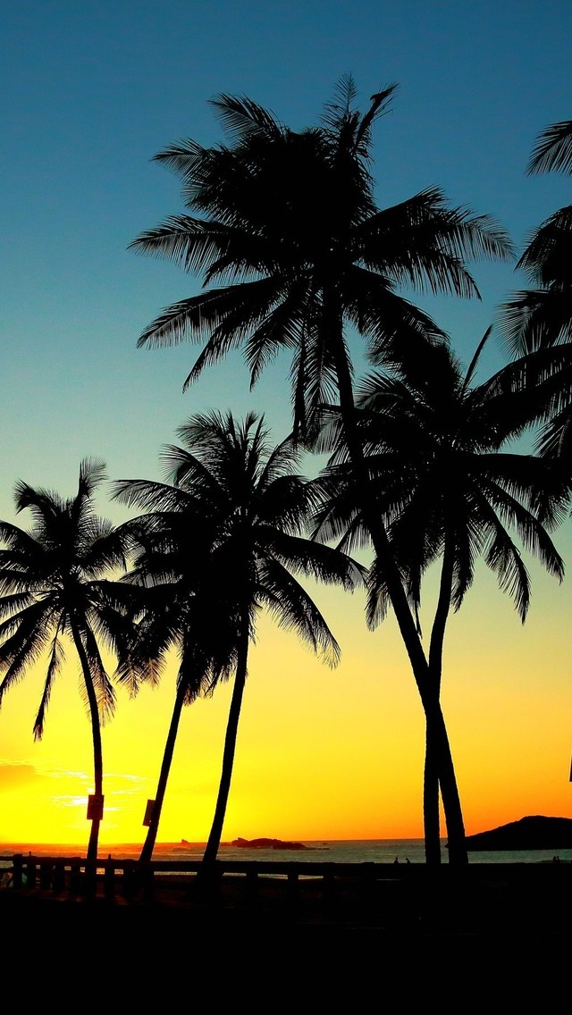 Palm Trees in Sunset for 640 x 1136 iPhone 5 resolution