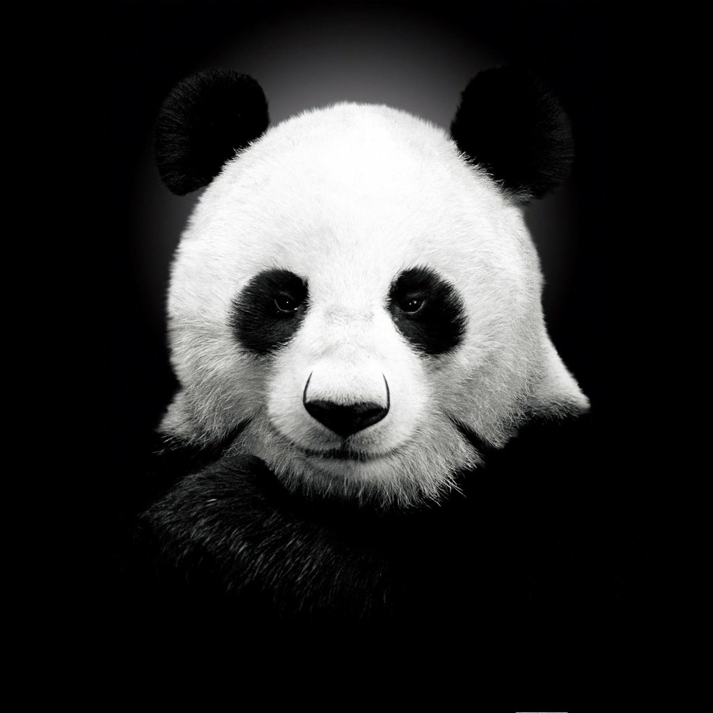 Panda Bear for 1024 x 1024 iPad resolution