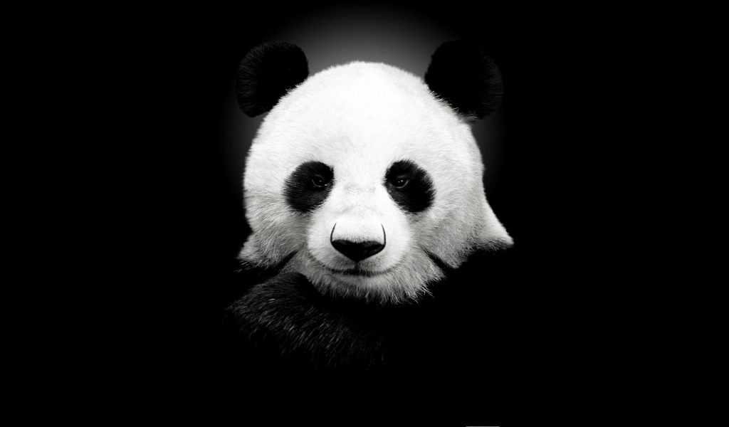 Panda Bear for 1024 x 600 widescreen resolution