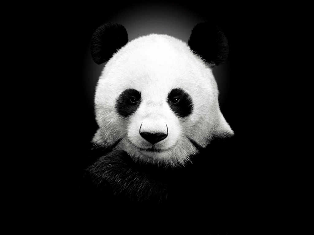 Panda Bear for 1024 x 768 resolution