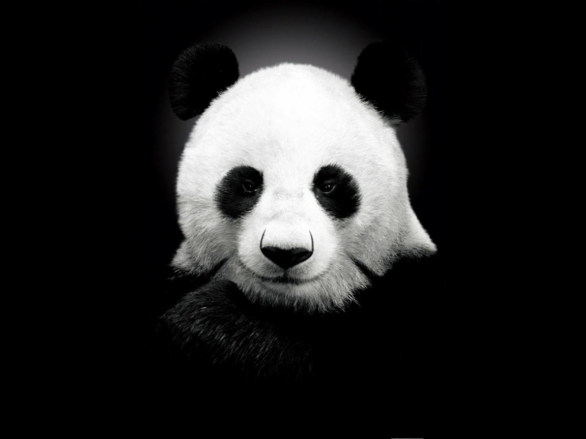 Panda Bear for 1152 x 864 resolution