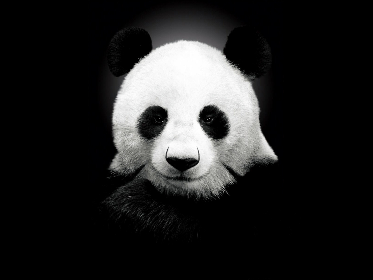 Panda Bear for 1280 x 960 resolution