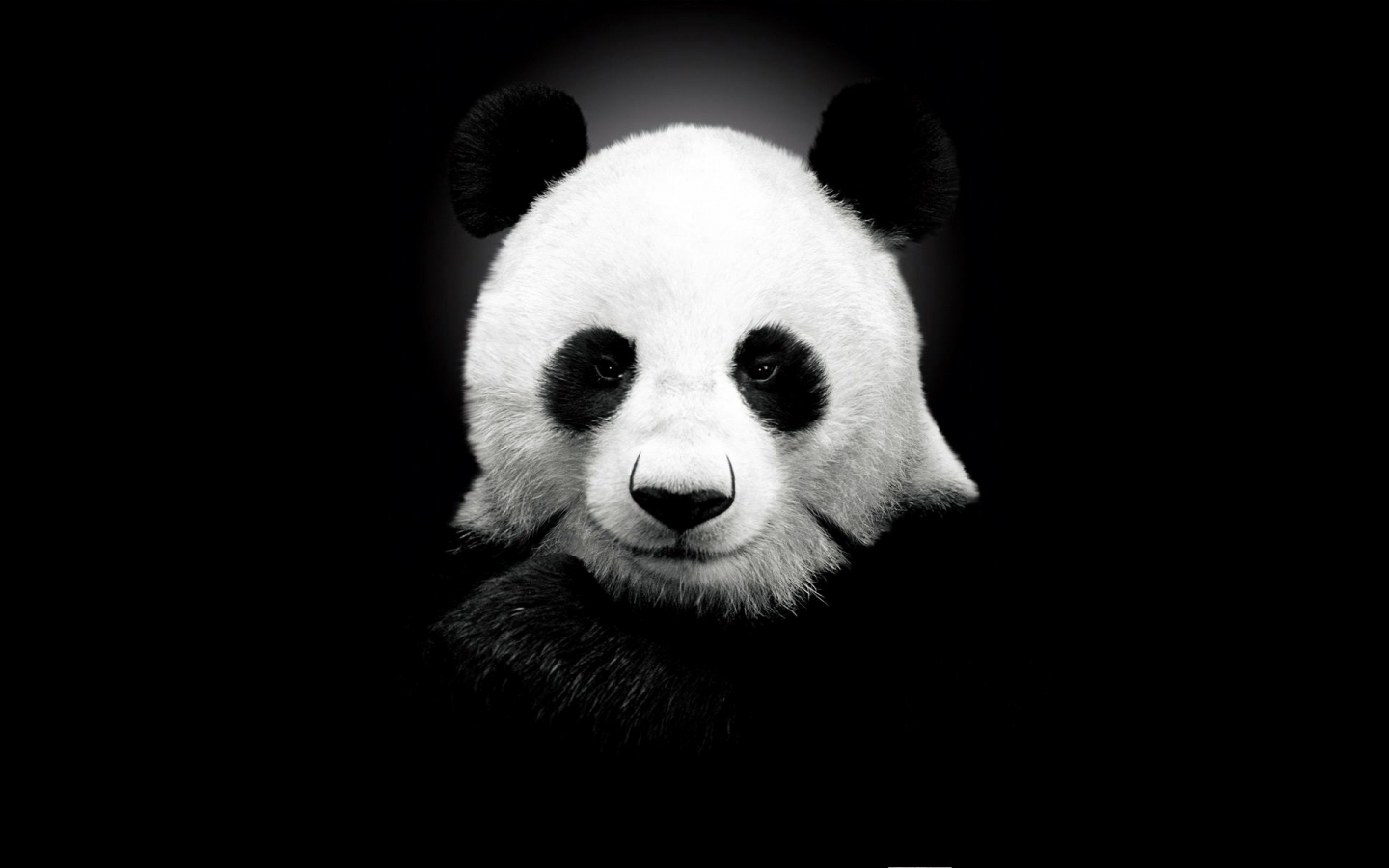 Panda Bear for 1440 x 900 widescreen resolution