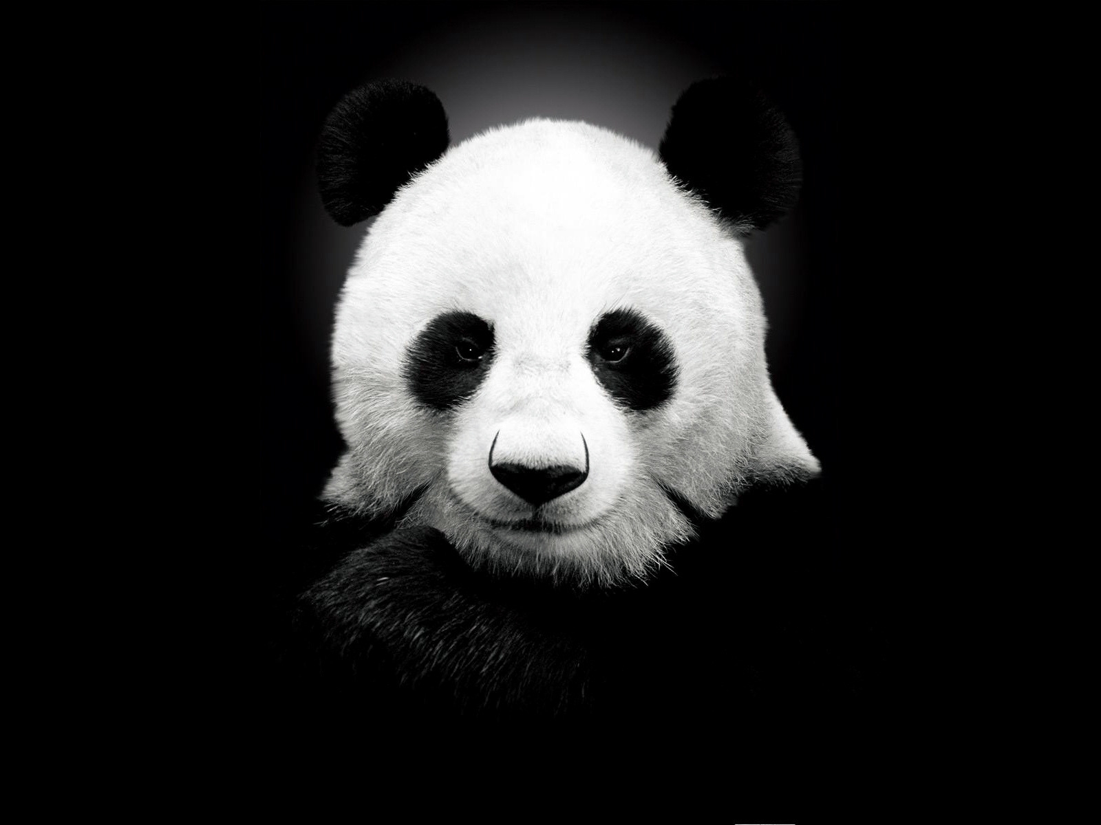 Panda Bear for 1600 x 1200 resolution