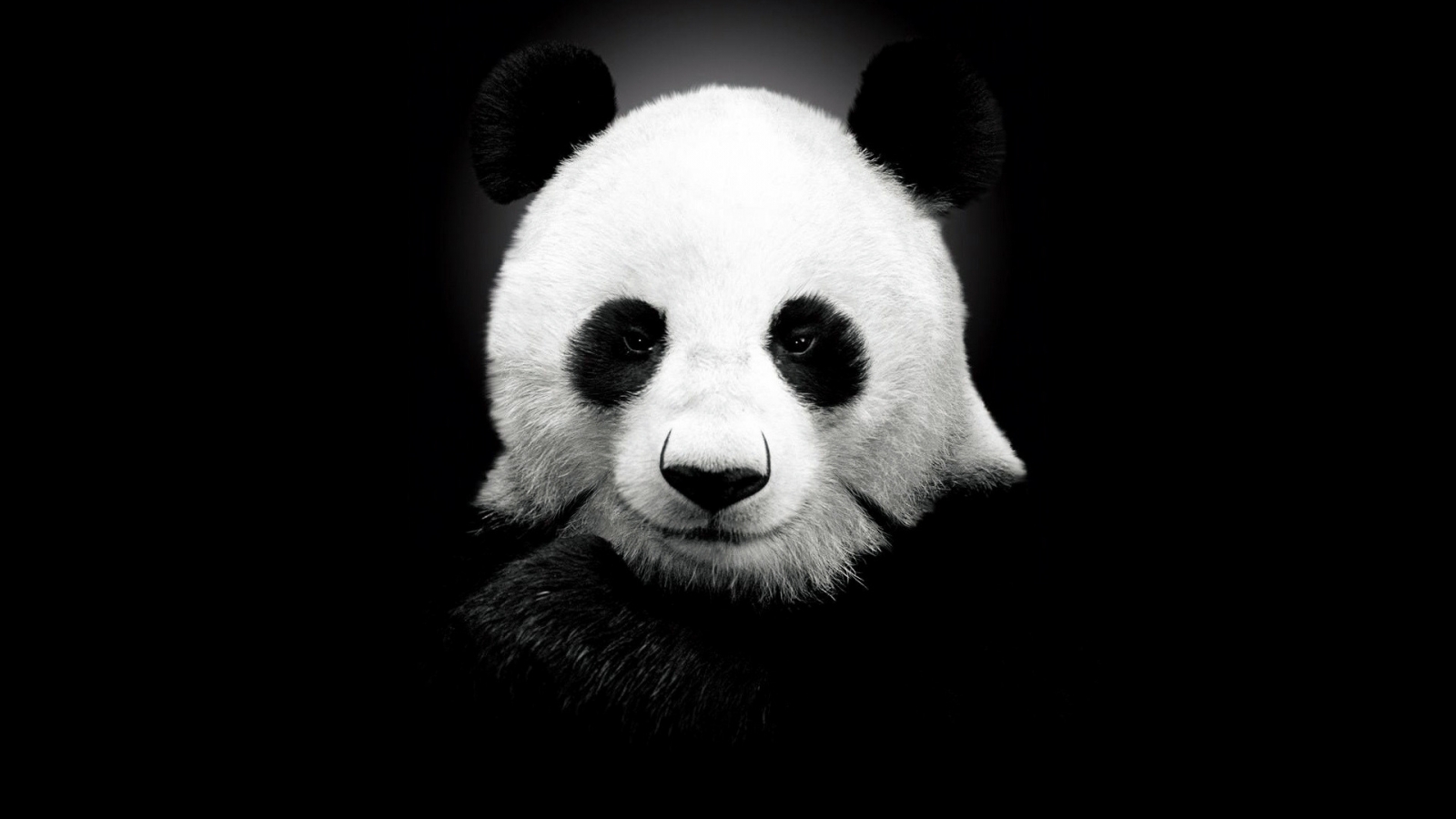 Panda Bear for 1600 x 900 HDTV resolution