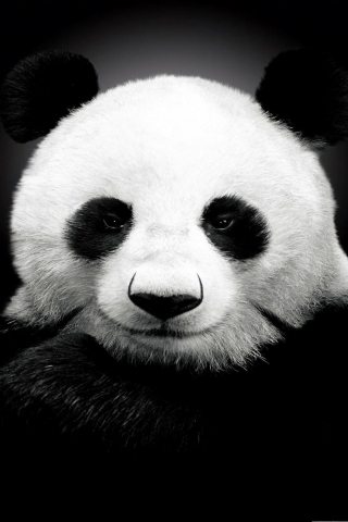 Panda Bear for 320 x 480 iPhone resolution