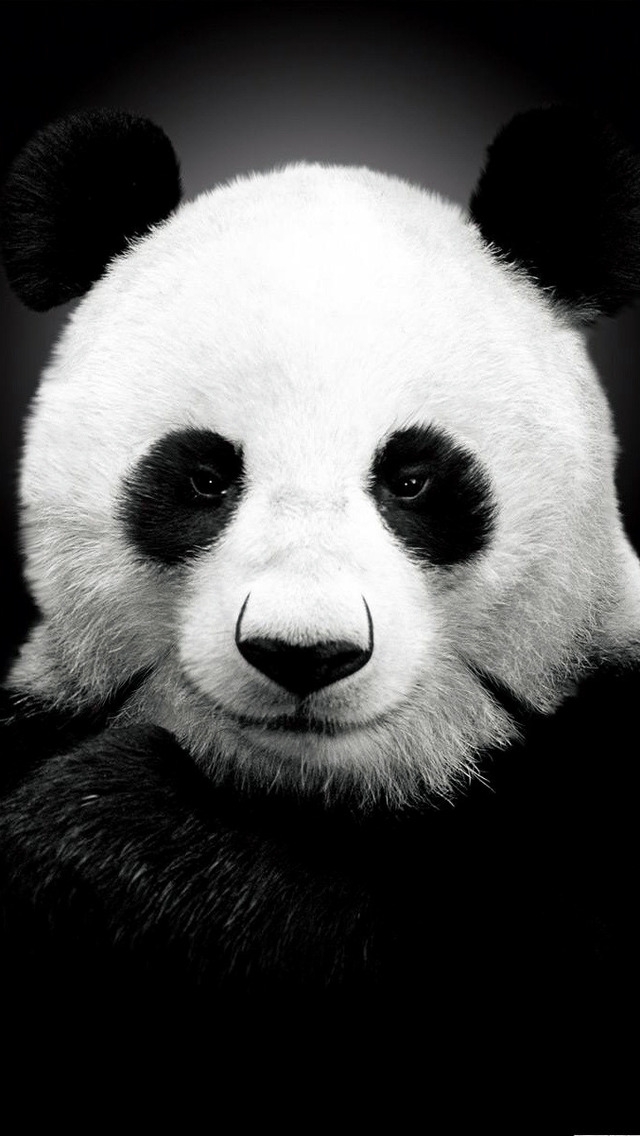 Panda Bear for 640 x 1136 iPhone 5 resolution