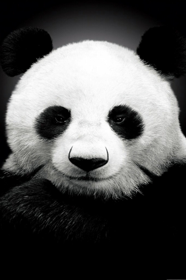Panda Bear for 640 x 960 iPhone 4 resolution