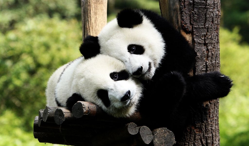 Panda Bears in Love for 1024 x 600 widescreen resolution