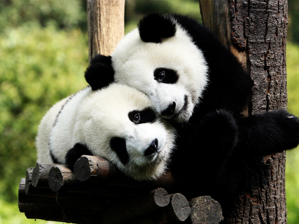 Panda Bears in Love for 1024 x 768 resolution