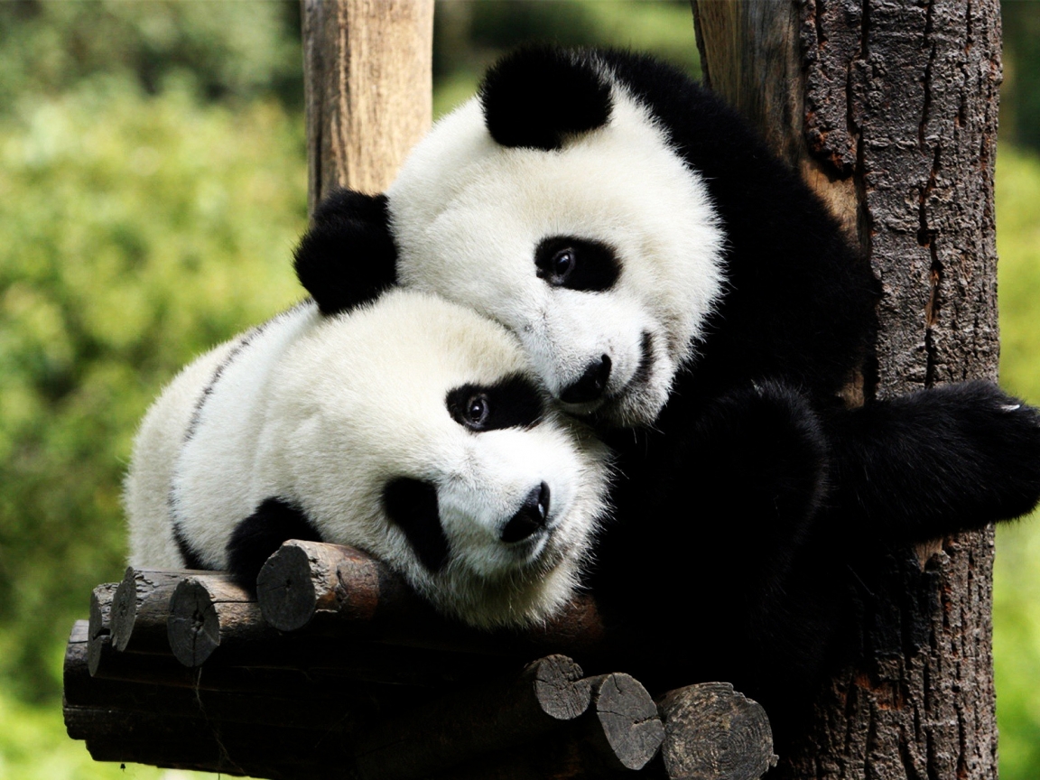 Panda Bears in Love for 1152 x 864 resolution