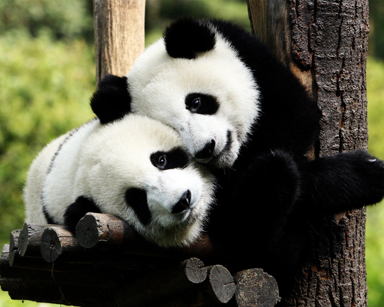 Panda Bears in Love for 1280 x 1024 resolution