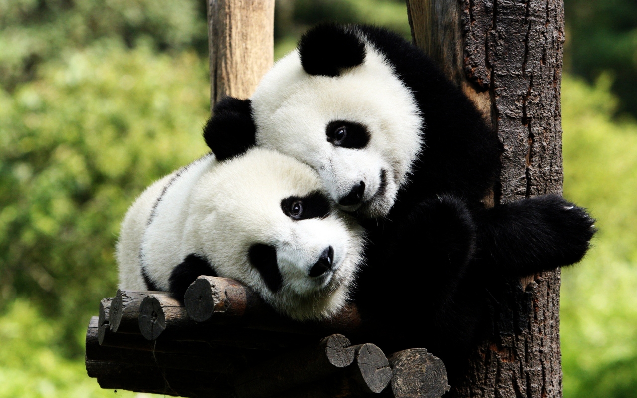 Panda Bears in Love for 1280 x 800 widescreen resolution