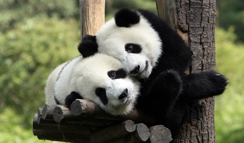 Panda's in Love Background for 1024 x 600 widescreen resolution
