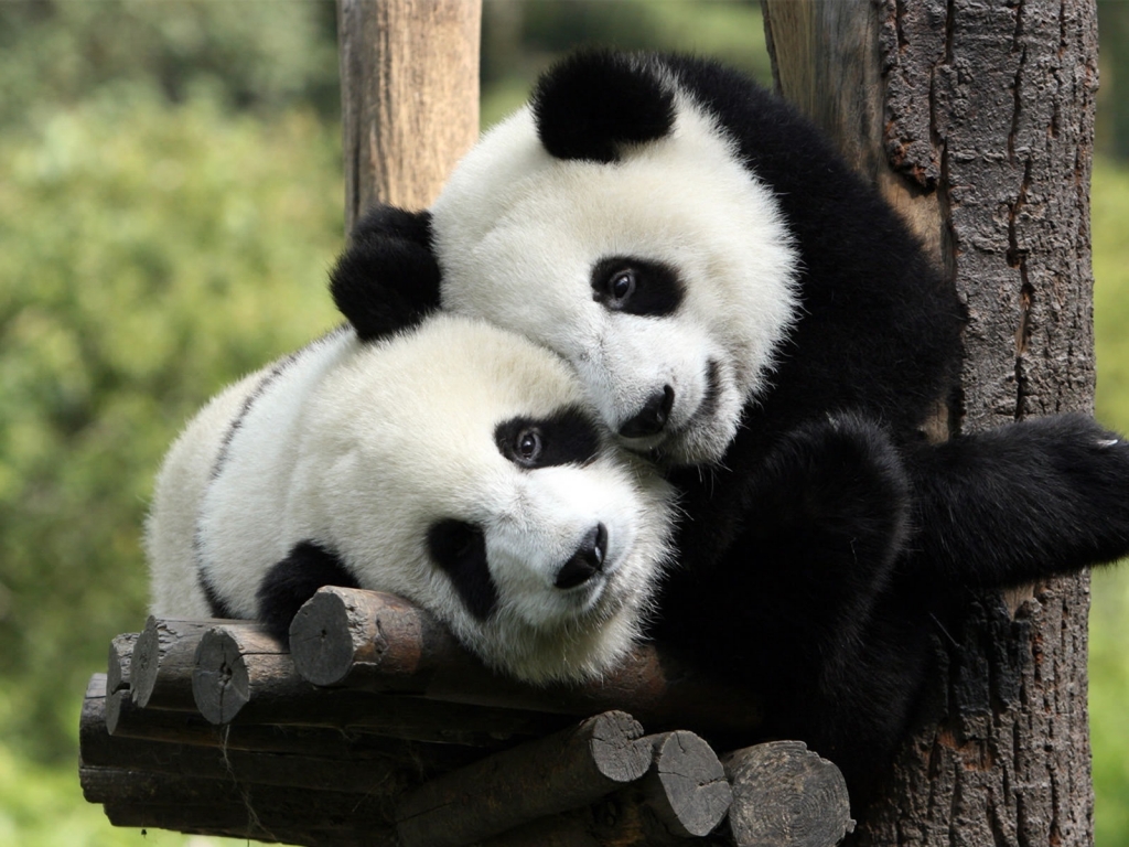 Panda's in Love Background for 1024 x 768 resolution