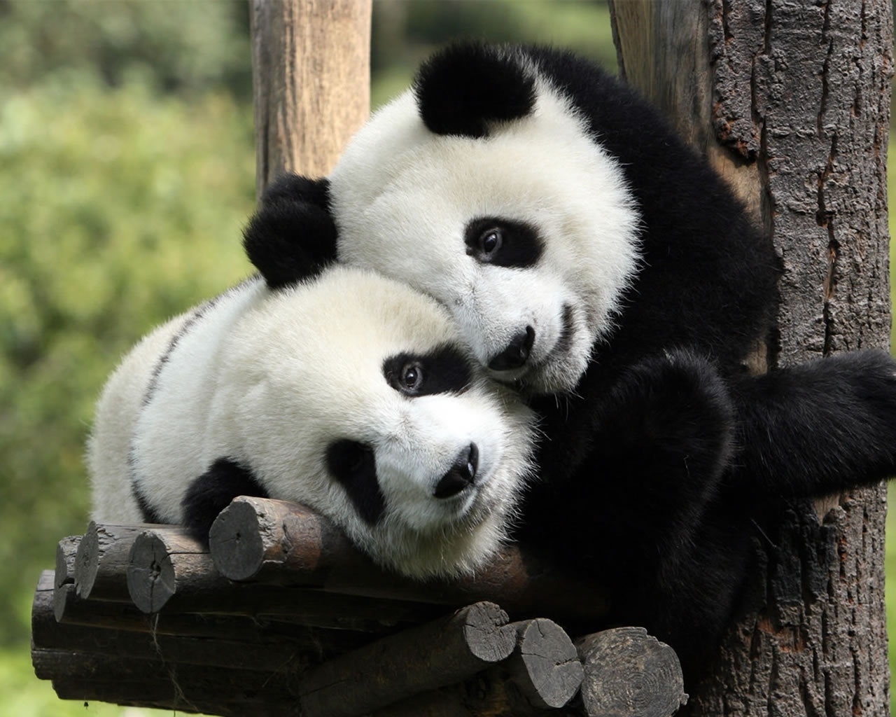 Panda's in Love Background for 1280 x 1024 resolution