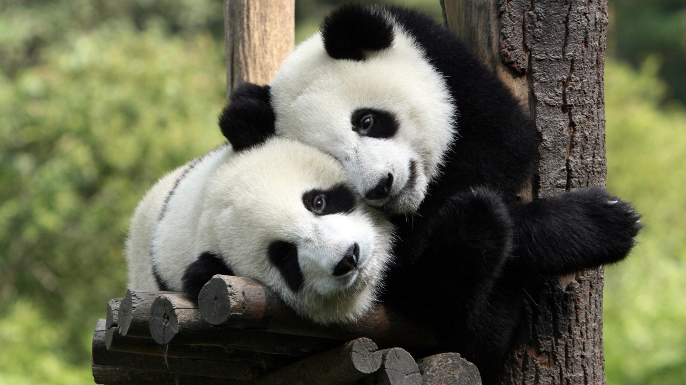 Panda's in Love Background for 1366 x 768 HDTV resolution