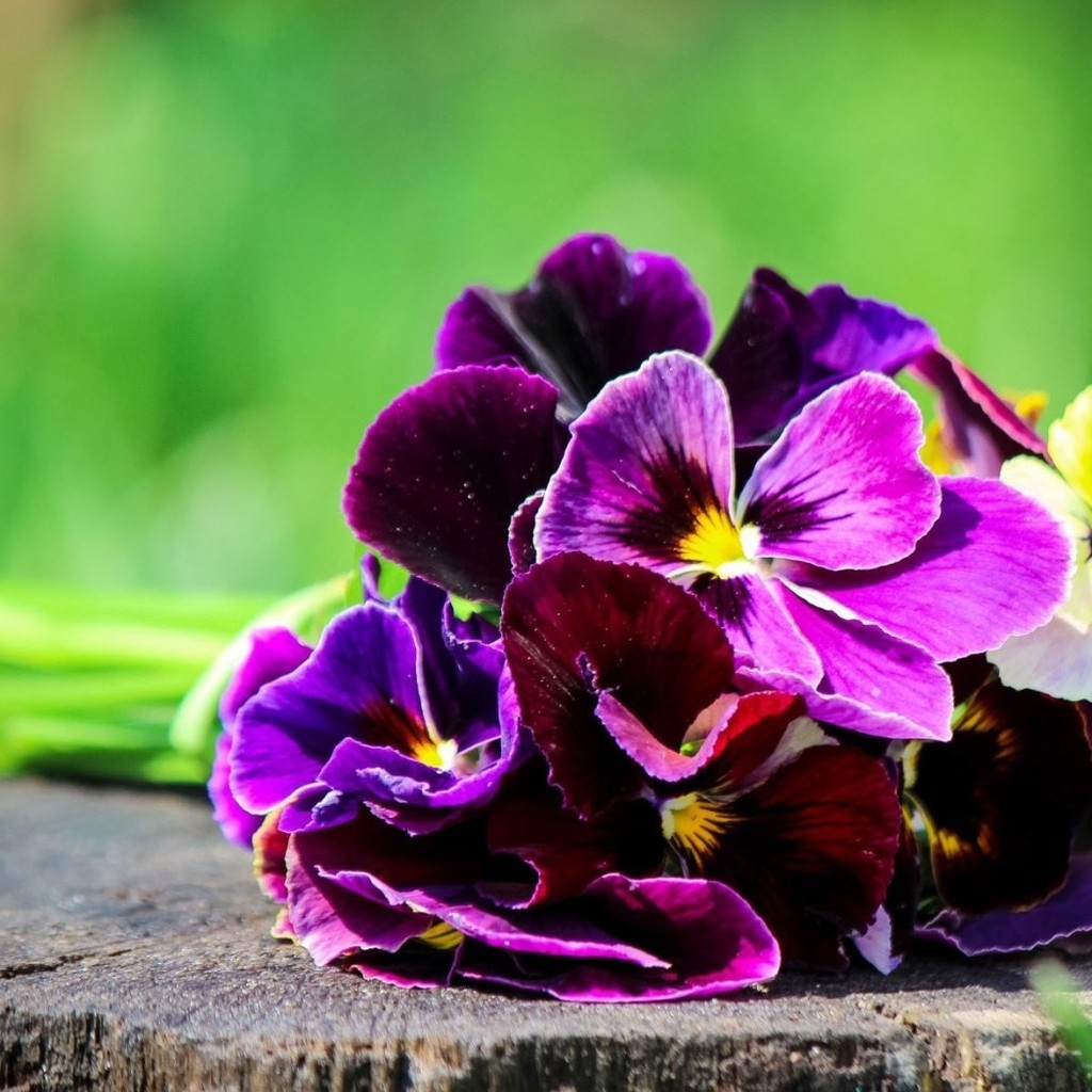 Pansies Bouquet  for 1024 x 1024 iPad resolution