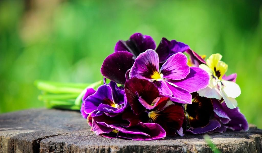 Pansies Bouquet  for 1024 x 600 widescreen resolution
