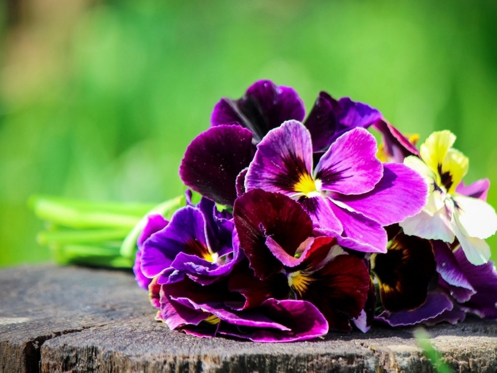 Pansies Bouquet  for 1024 x 768 resolution