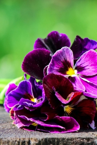 Pansies Bouquet  for 320 x 480 iPhone resolution