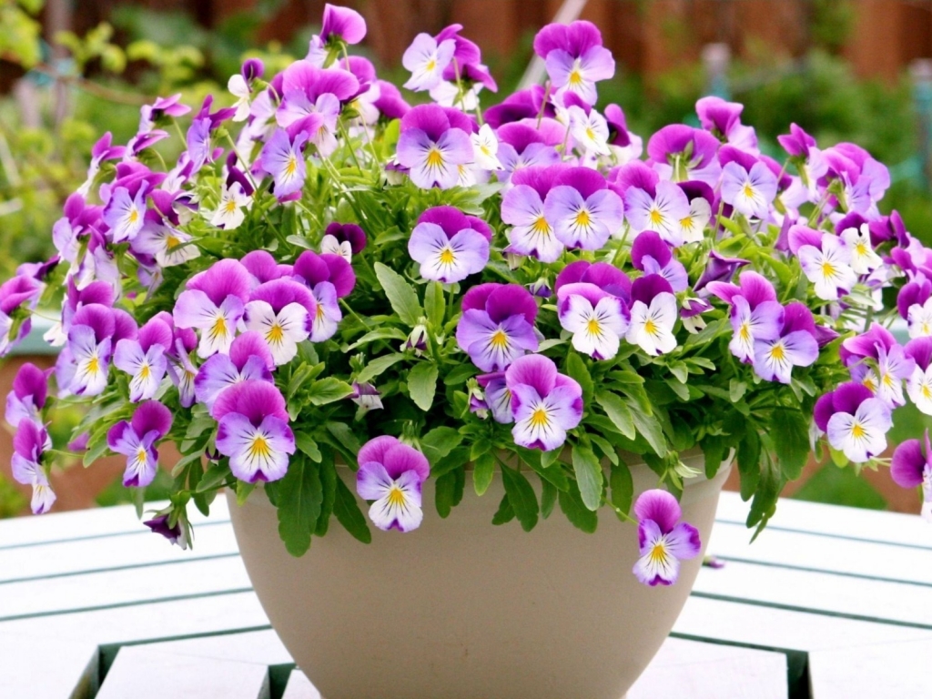 Pansies in a Vase  for 1024 x 768 resolution