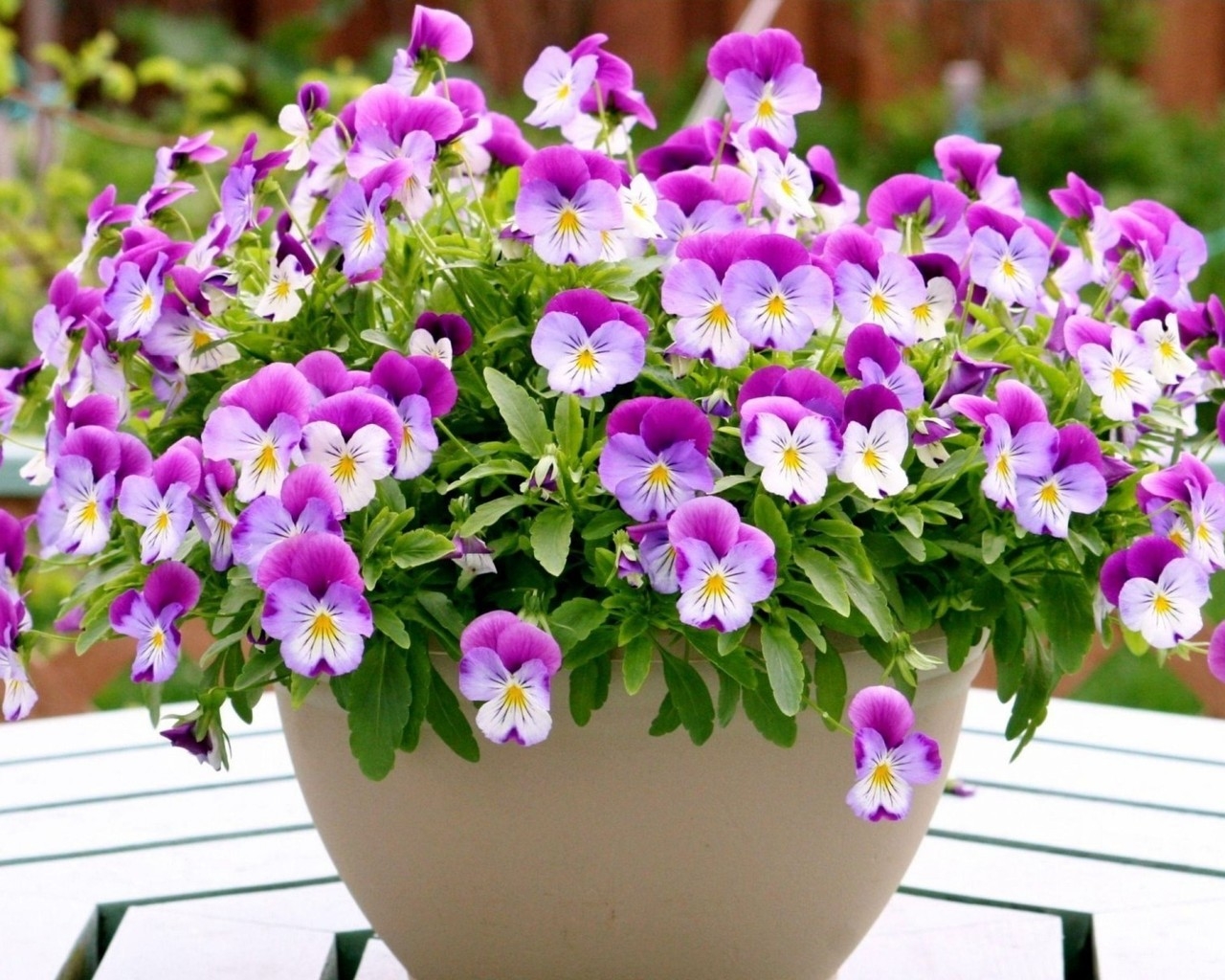 Pansies in a Vase  for 1280 x 1024 resolution