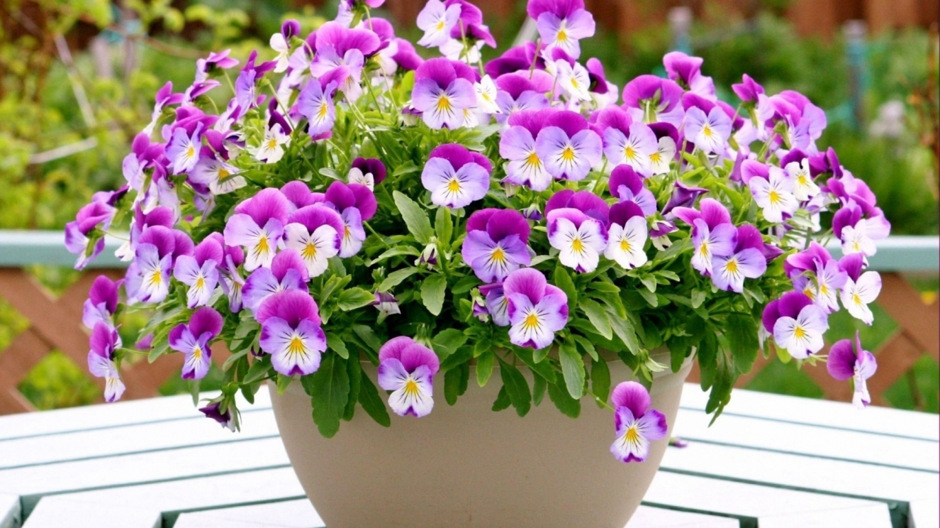 Pansies in a Vase  for 1366 x 768 HDTV resolution